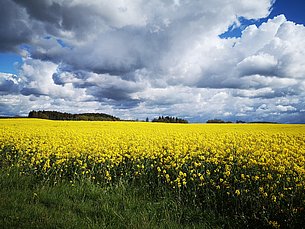 Rapsfeld am Salzhaff