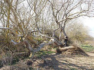 Boiensdorfer Werder Rundweg