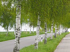 Boiensdorf Birkenallee Ostseeradweg