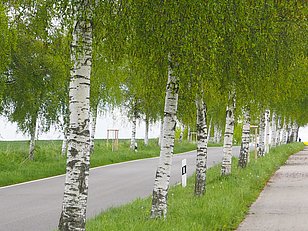 Boiensdorf Birkenallee Ostseeradweg